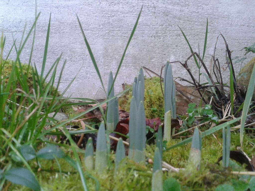 PLANTS IN POND