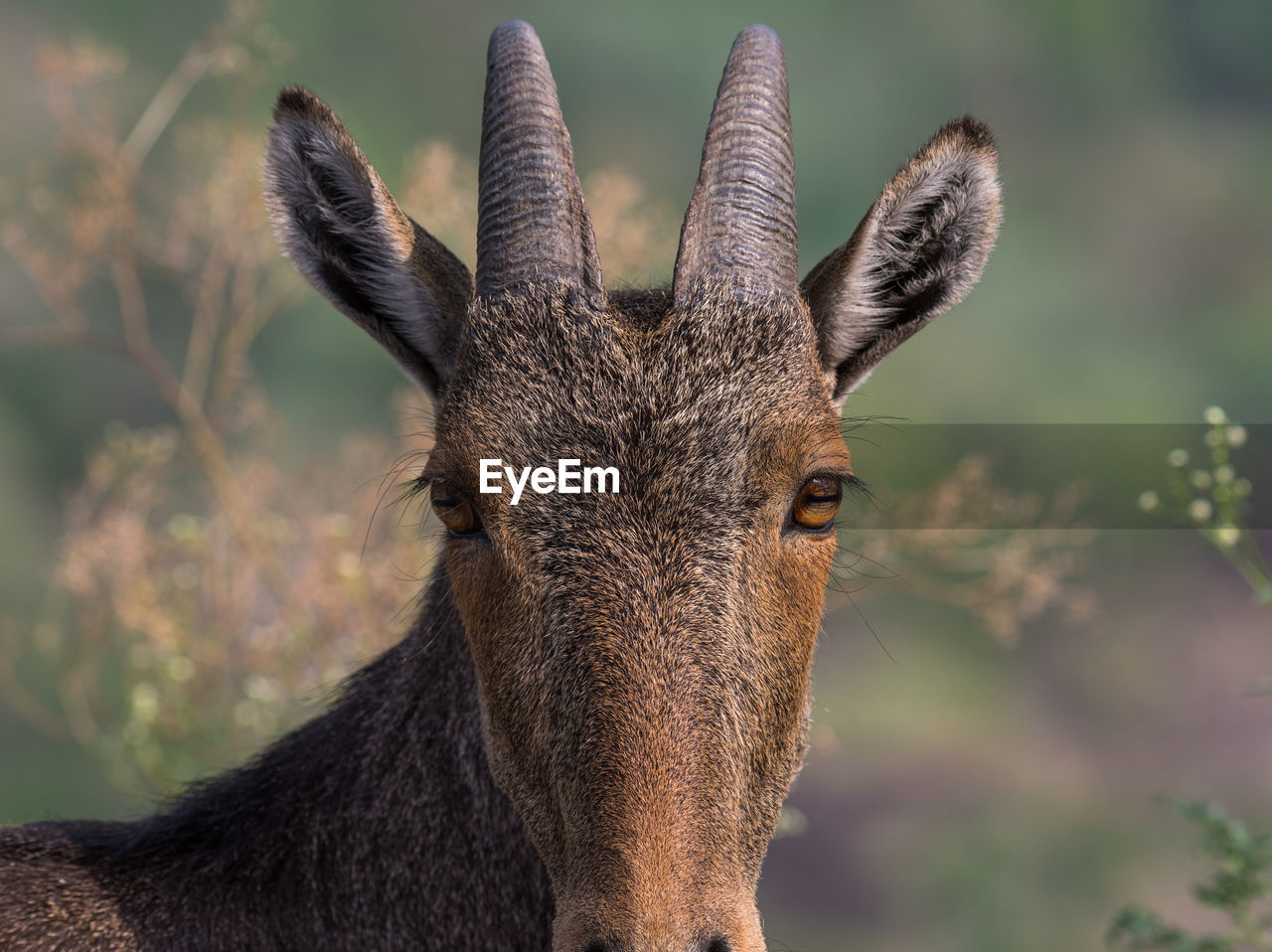 CLOSE-UP PORTRAIT OF HORSE