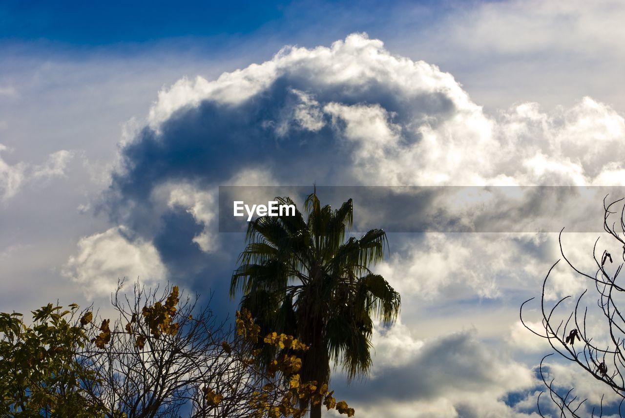 LOW ANGLE VIEW OF TREES AGAINST CLOUDY SKY