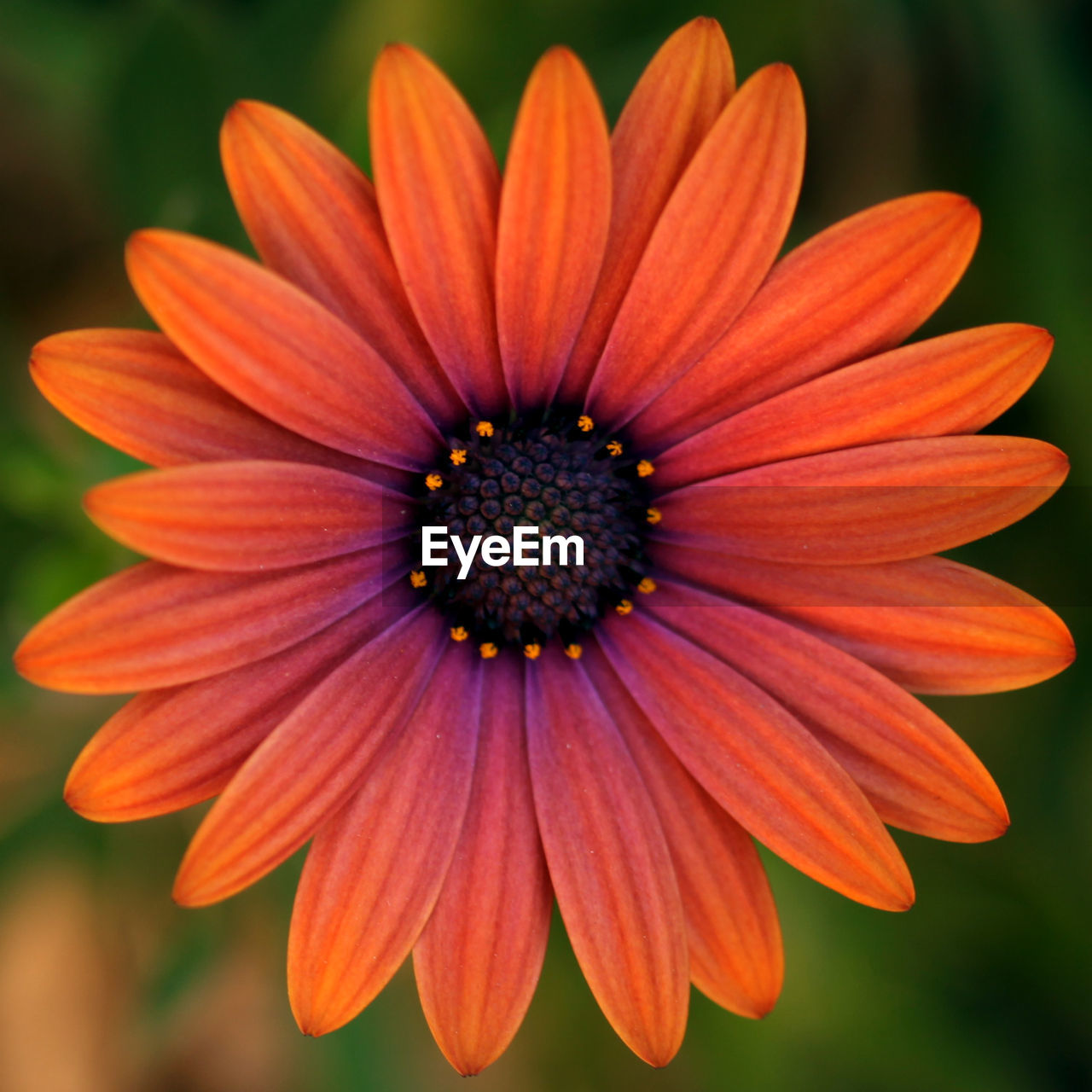 CLOSE-UP OF FRESH FLOWER BLOOMING OUTDOORS