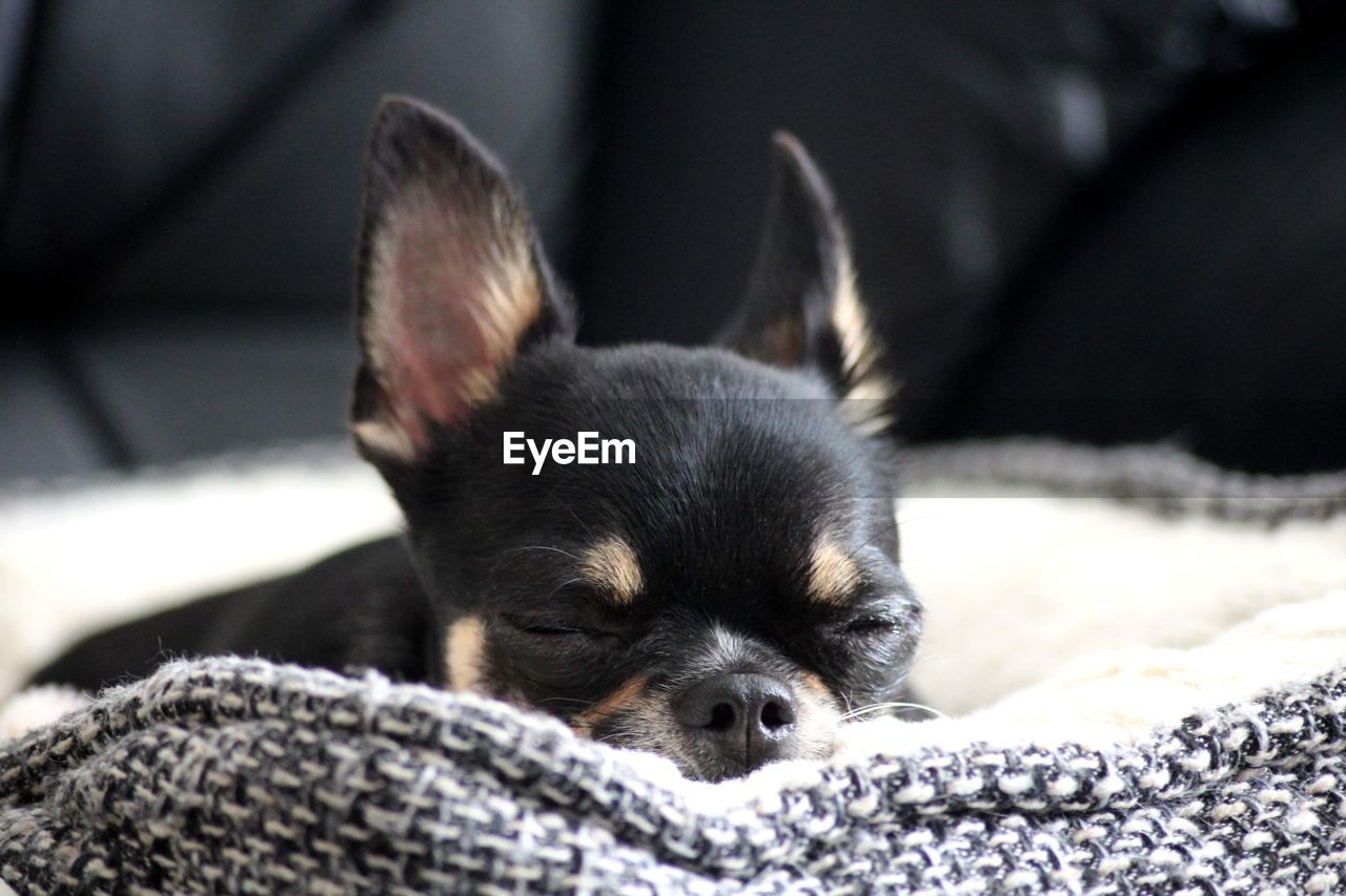 A very sleepy chihuahua