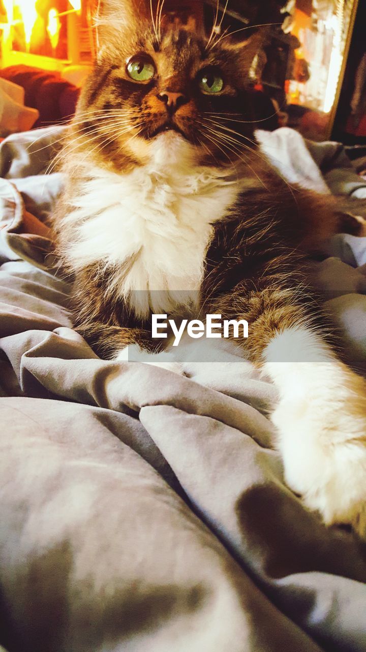 Close-up of cat resting on bed