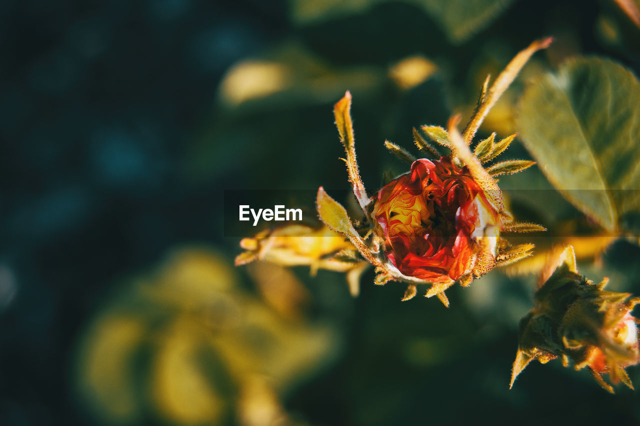 Close-up of insect on flower