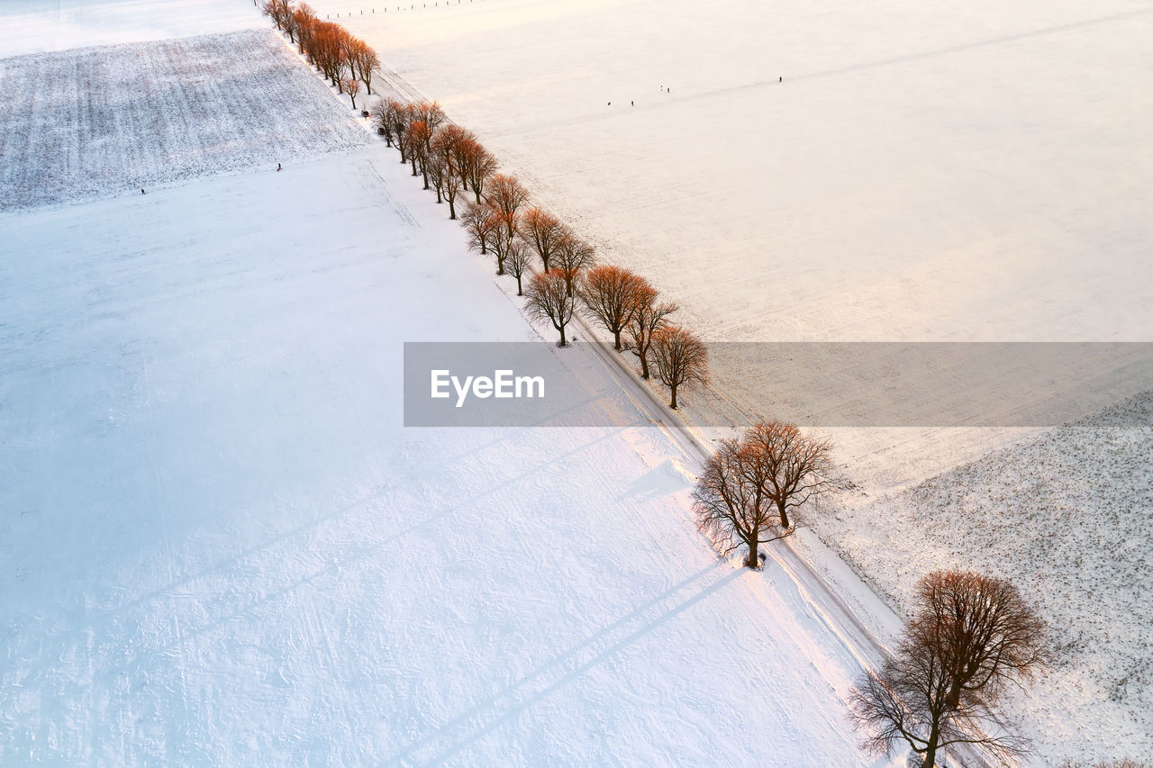 Drone view of a field and alley with trees covered with snow during sunset