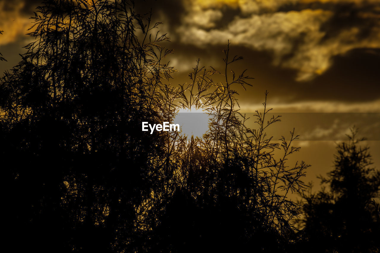 SILHOUETTE TREES AGAINST SKY DURING SUNSET