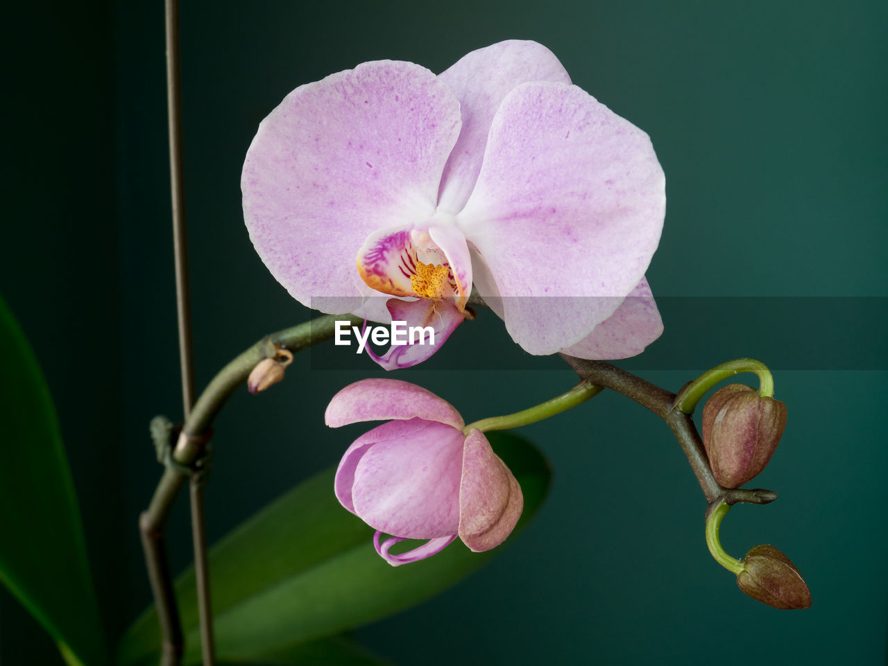 CLOSE-UP OF PINK ORCHID FLOWERS