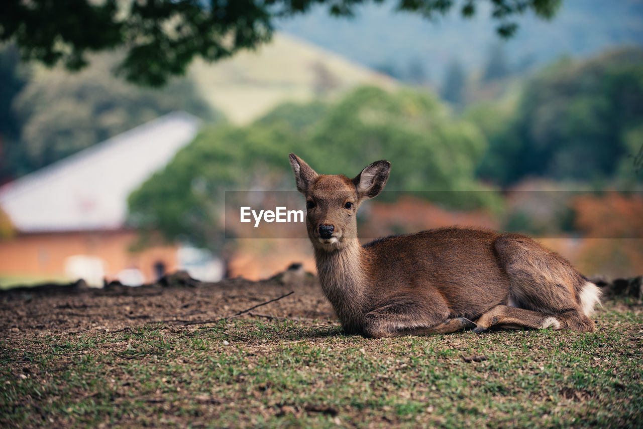 PORTRAIT OF DEER LYING ON FIELD