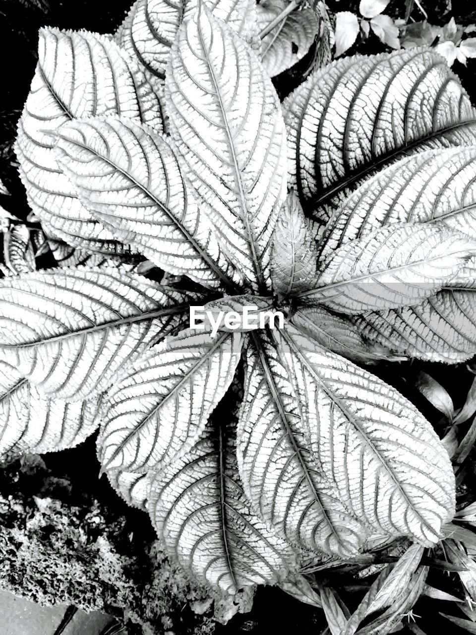 Close-up of leaves