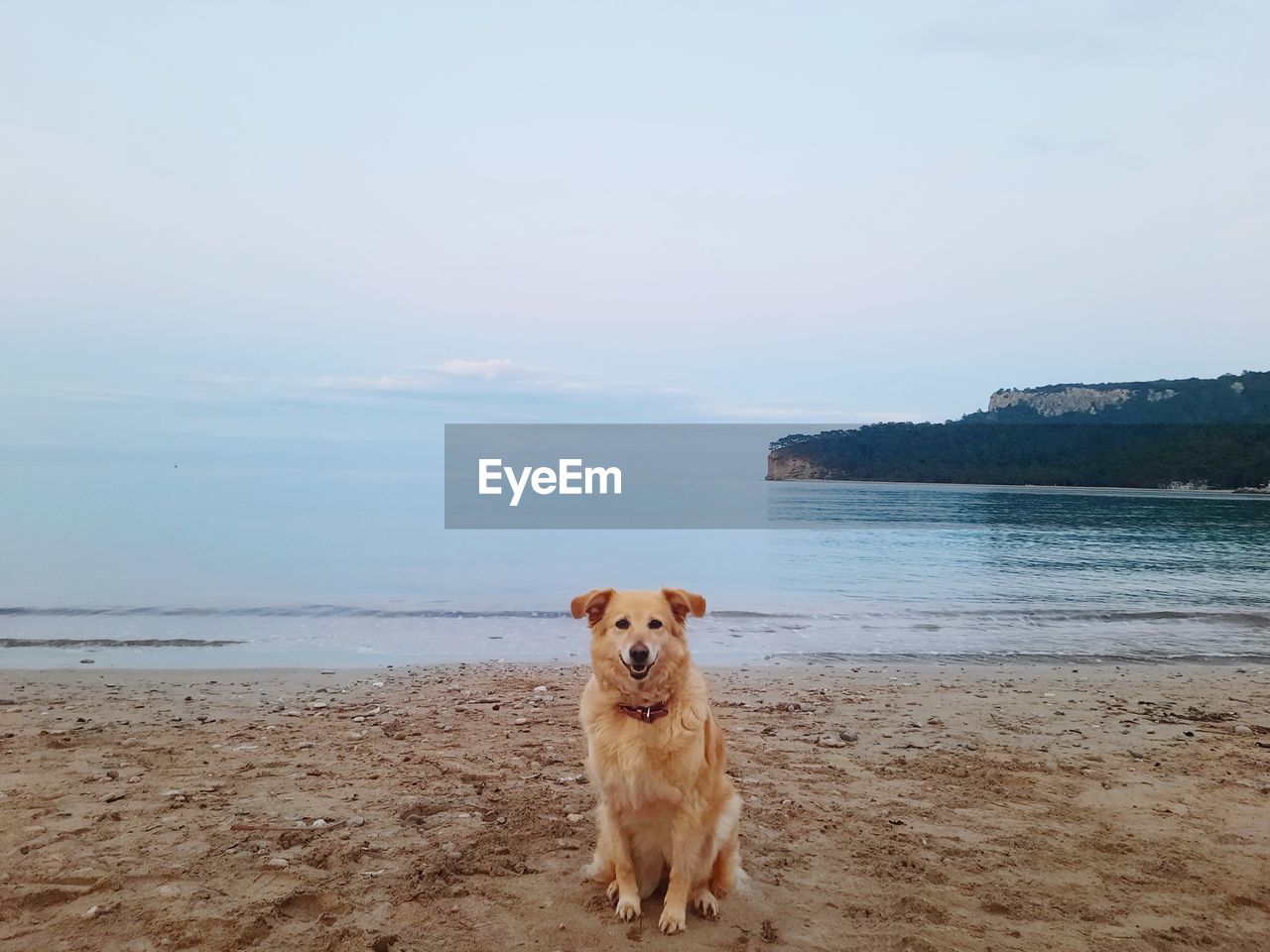 Dog running on beach against sky