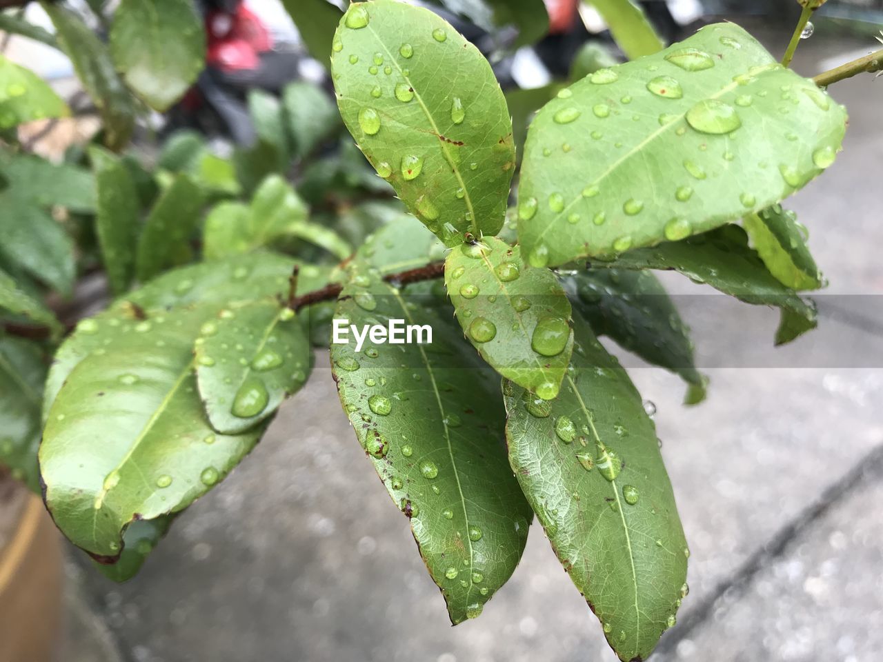 CLOSE-UP OF WET PLANT LEAVES