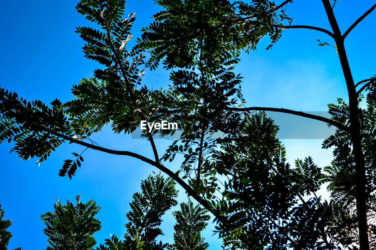 LOW ANGLE VIEW OF TREES AGAINST CLEAR BLUE SKY