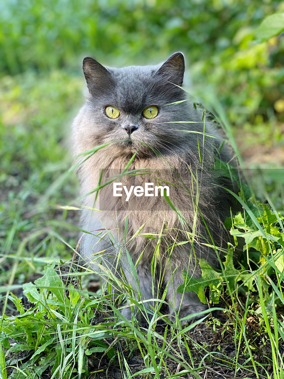 PORTRAIT OF A CAT IN A FIELD