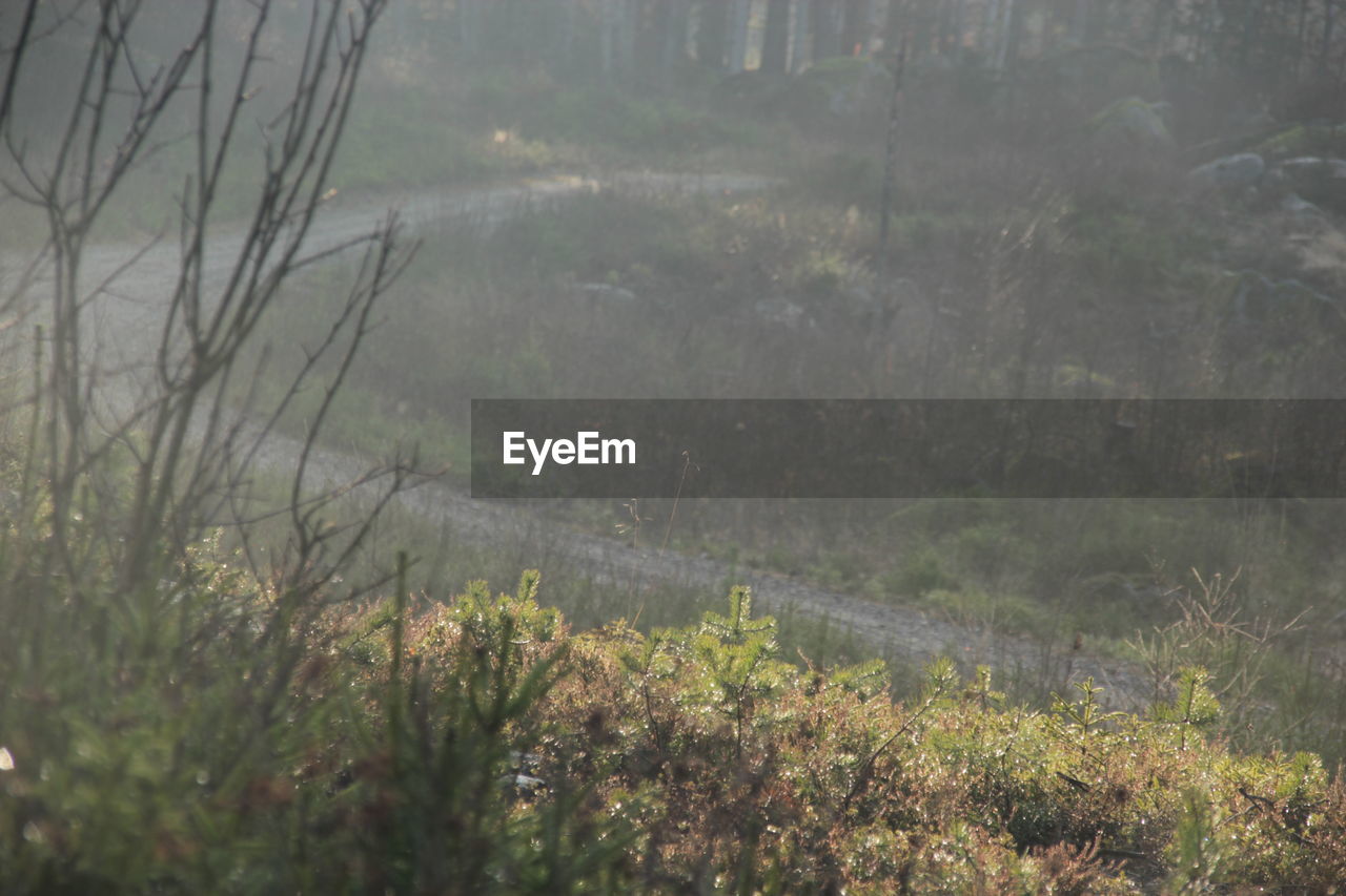 SCENIC VIEW OF FOREST