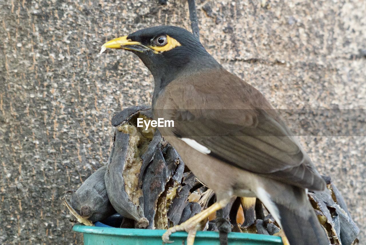 Close-up of bird perching against wall