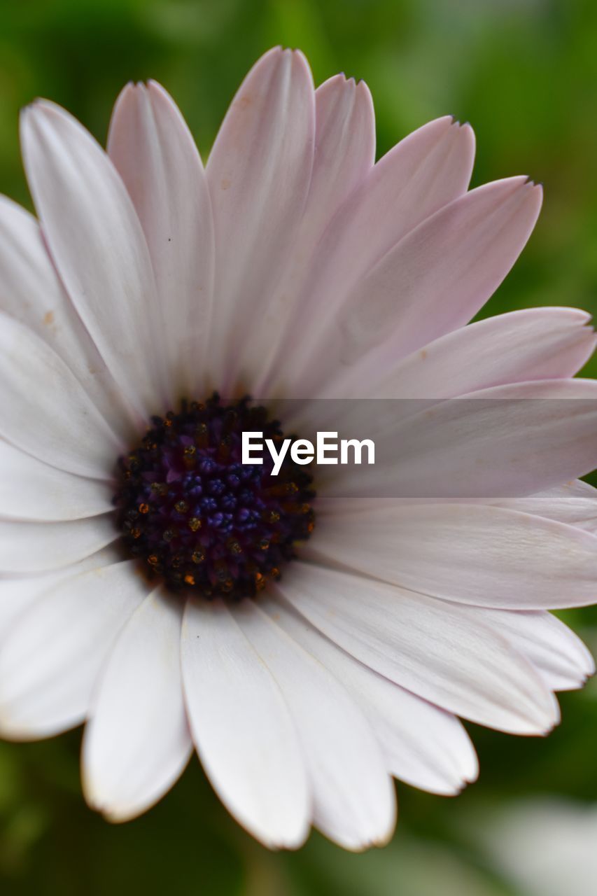 Close-up of white flower