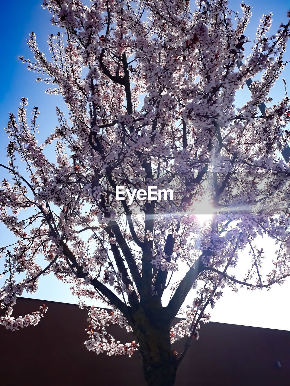 LOW ANGLE VIEW OF CHERRY BLOSSOMS IN SUNLIGHT