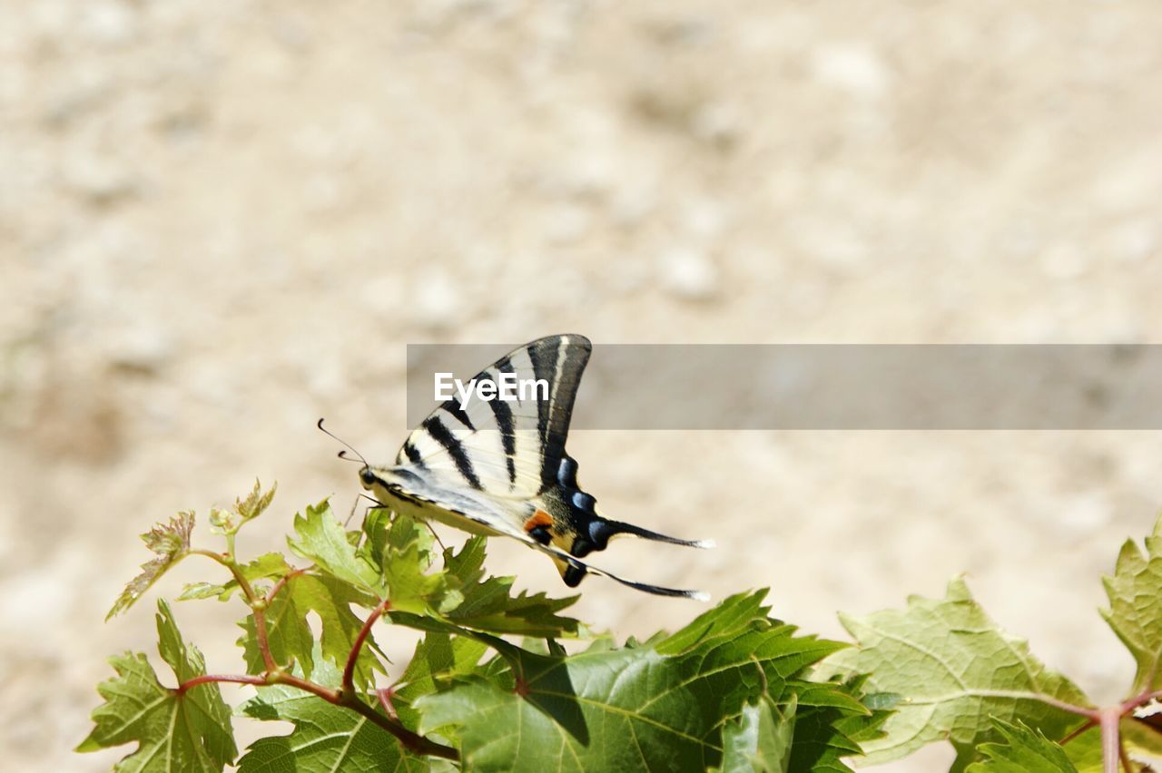 CLOSE-UP OF BUTTERFLY ON PLANT