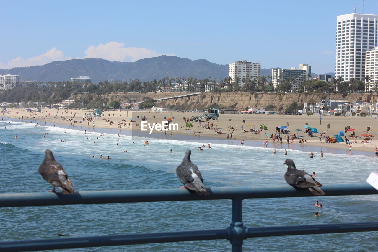 Pigeons enjoying the view from santa monica pier