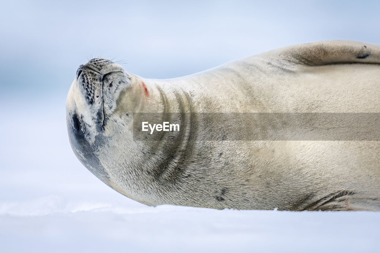 Close-up of crabeater seal dozing on ice