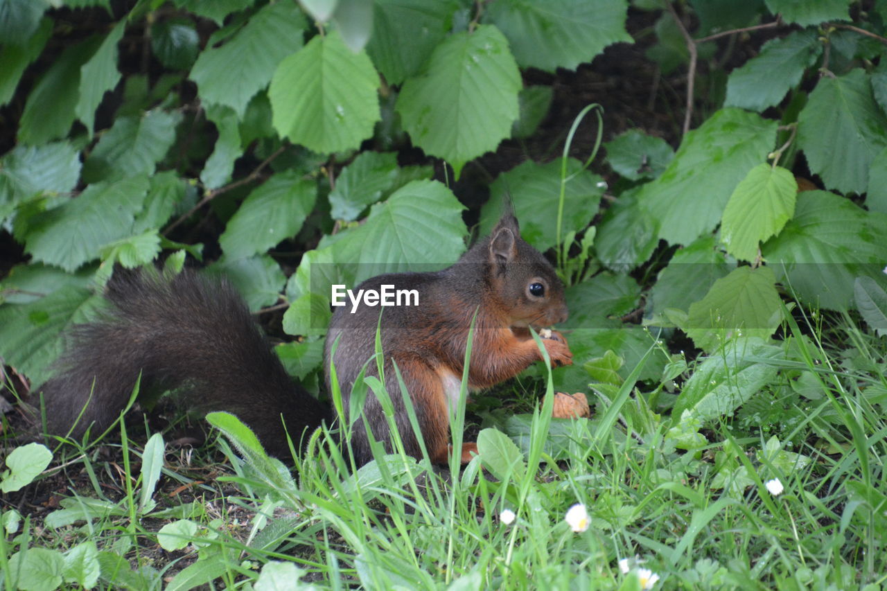 SQUIRREL ON GREEN FIELD