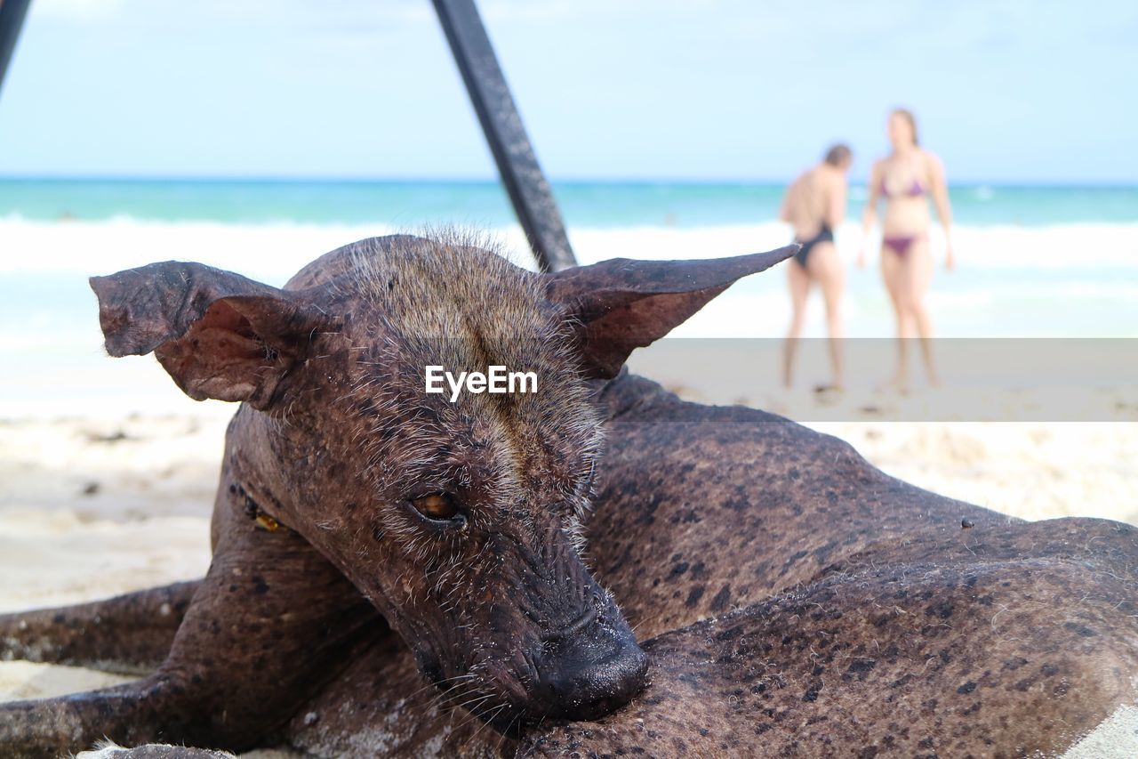 CLOSE-UP OF LIZARD ON BEACH