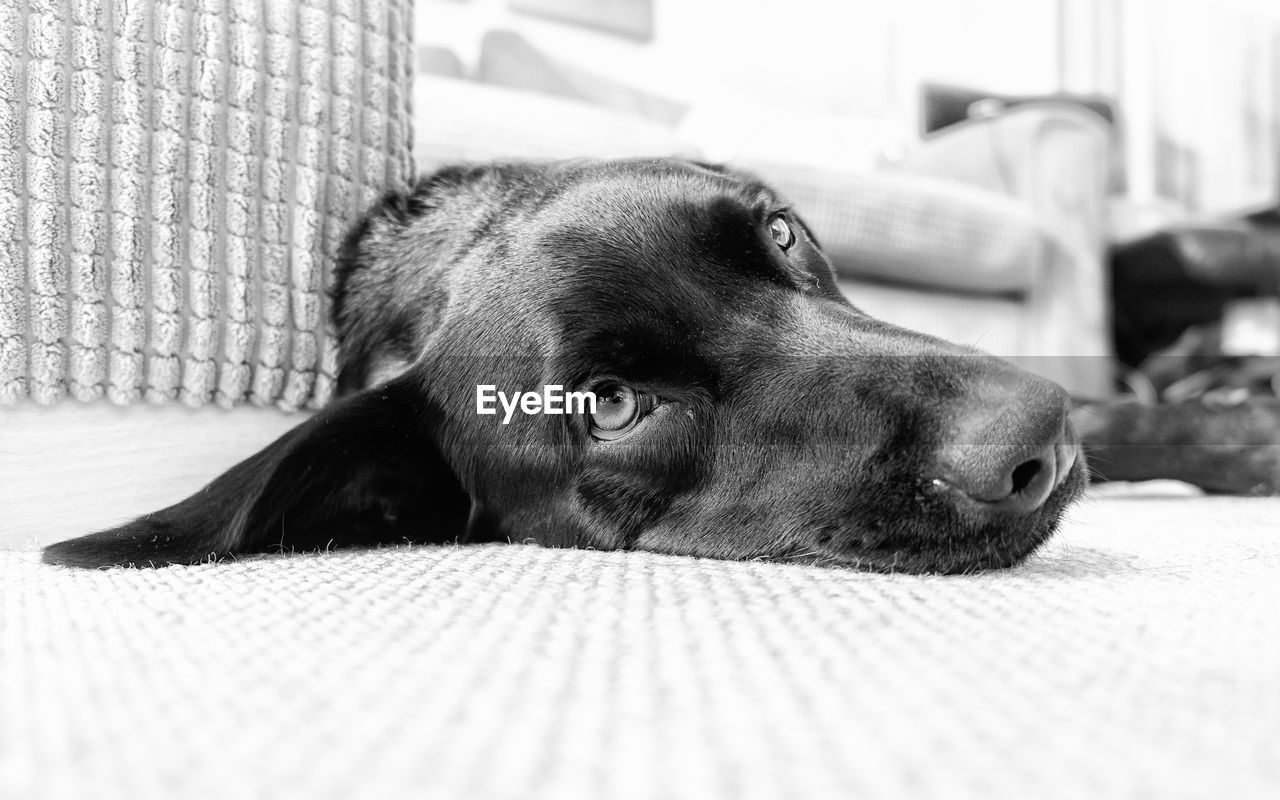 Close-up portrait of dog resting at home