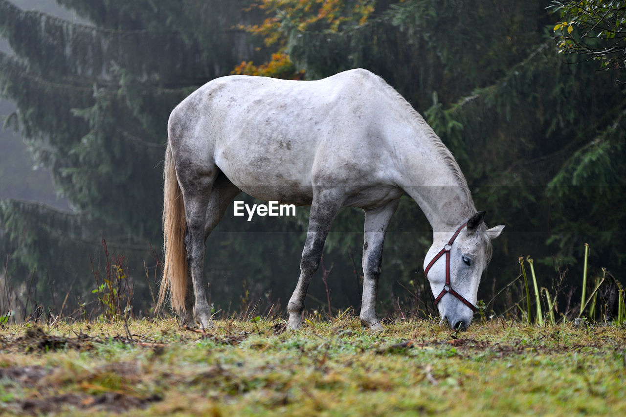 HORSES GRAZING ON FIELD