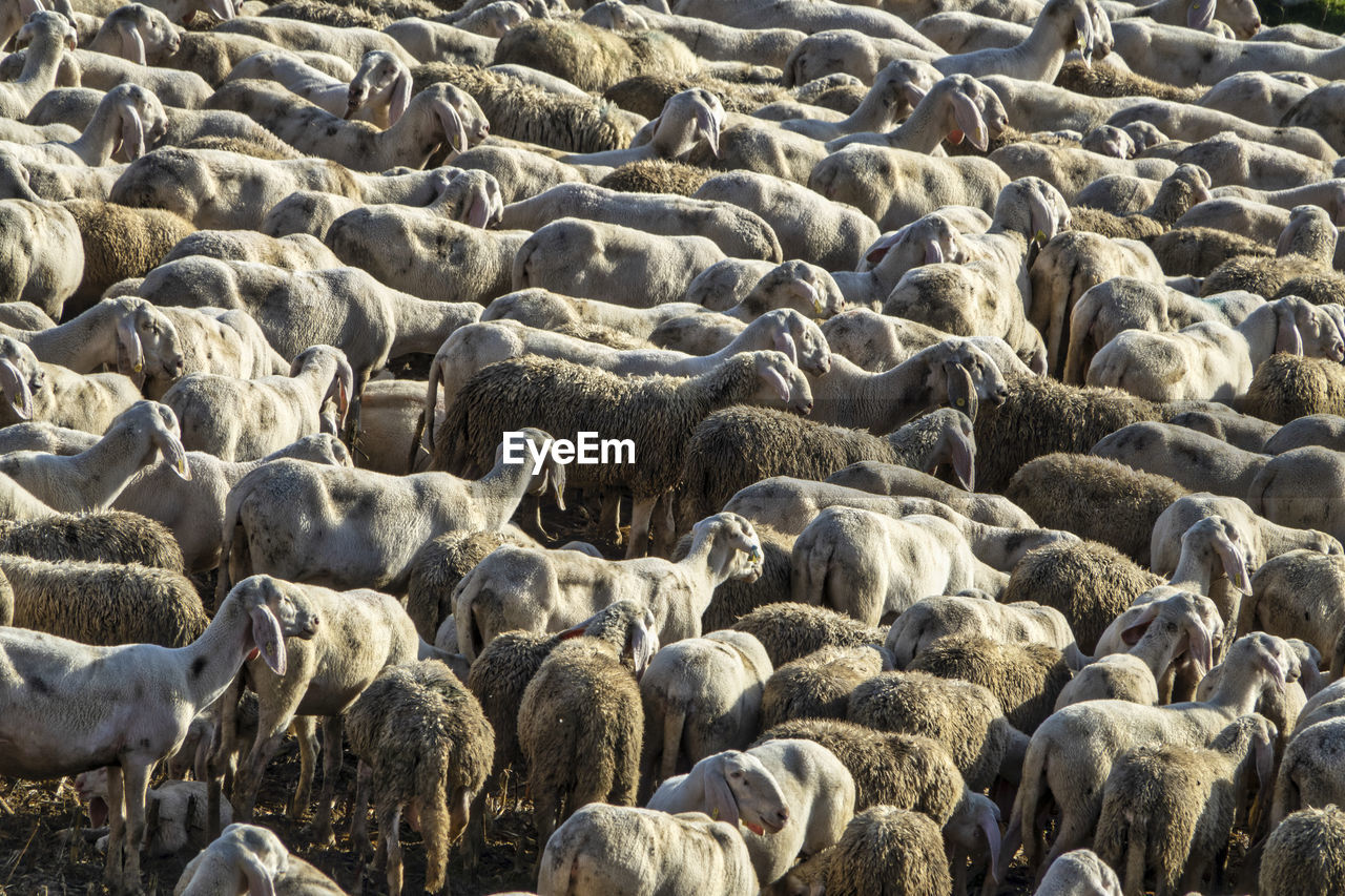 sheep, animal, mammal, animal themes, group of animals, flock of sheep, herd, large group of animals, no people, livestock, nature, day, domestic animals, sunlight, high angle view, land, abundance, wildlife, full frame, agriculture, outdoors, animal wildlife, herding, backgrounds
