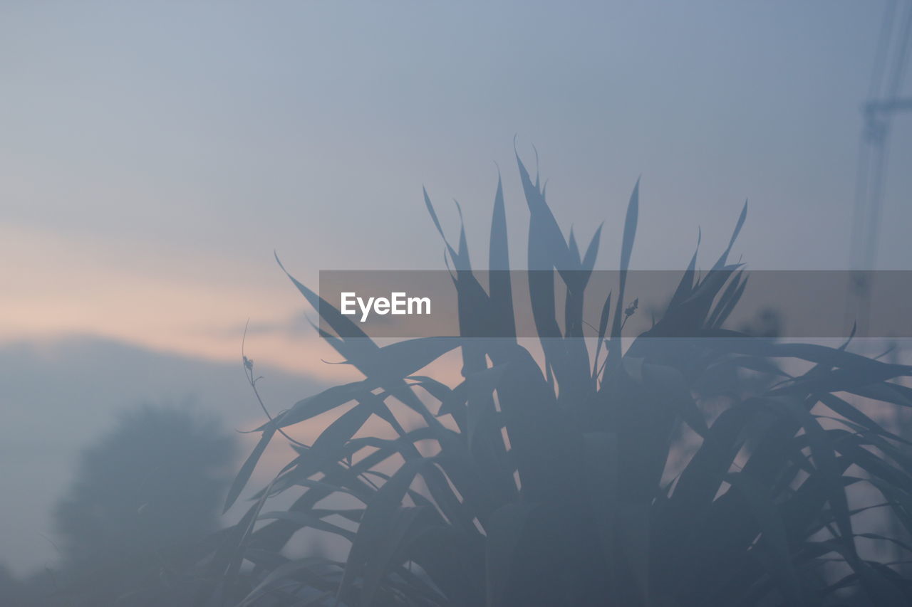 Close-up of silhouette plants against sky