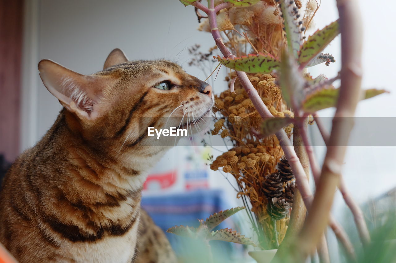 CLOSE-UP OF A CAT LOOKING AT CAMERA