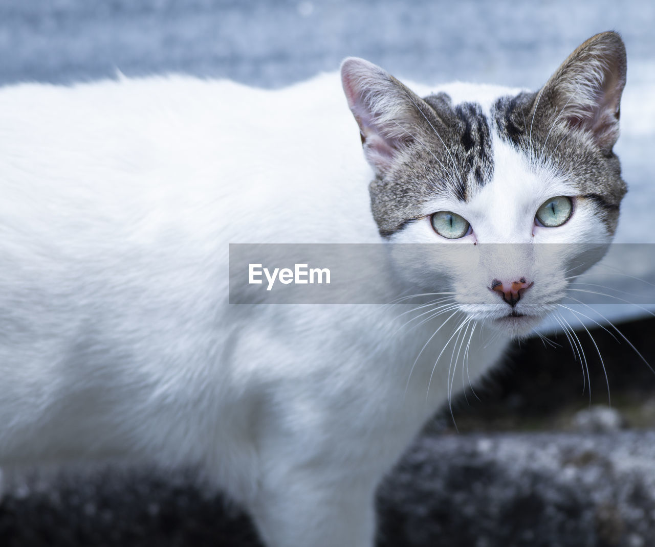 Close-up portrait of a cat