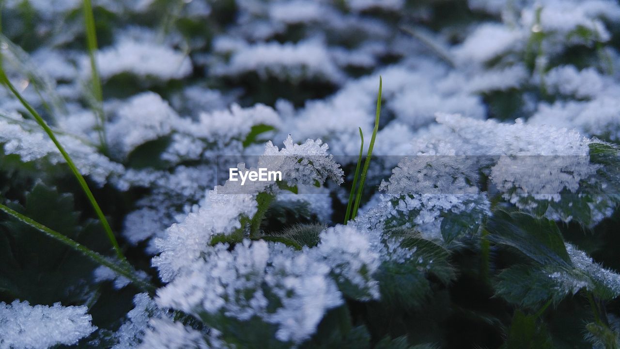 Close-up of snow on plants