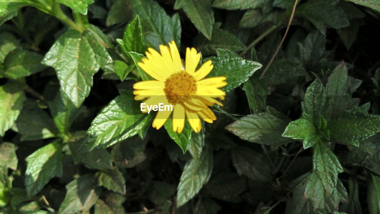 CLOSE-UP OF YELLOW FLOWERS BLOOMING