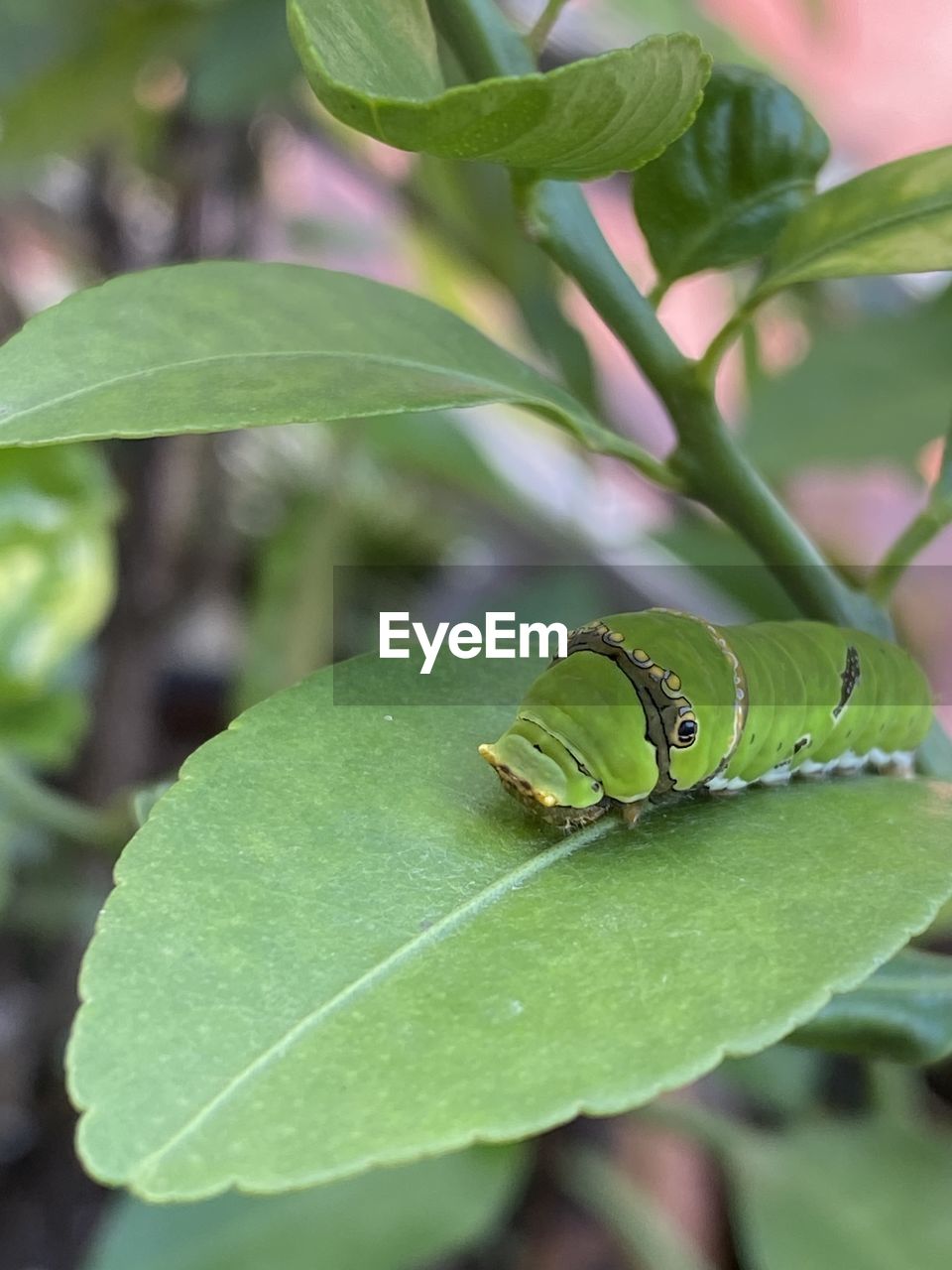 plant part, leaf, animal themes, animal, animal wildlife, plant, wildlife, green, one animal, insect, nature, close-up, no people, produce, flower, outdoors, tree, focus on foreground, day, beauty in nature, ant, growth, environment, macro photography, caterpillar, animal body part