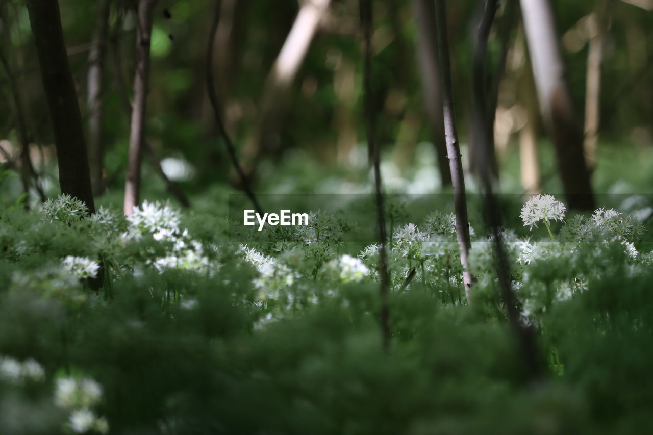 Close-up of fresh plants in forrest