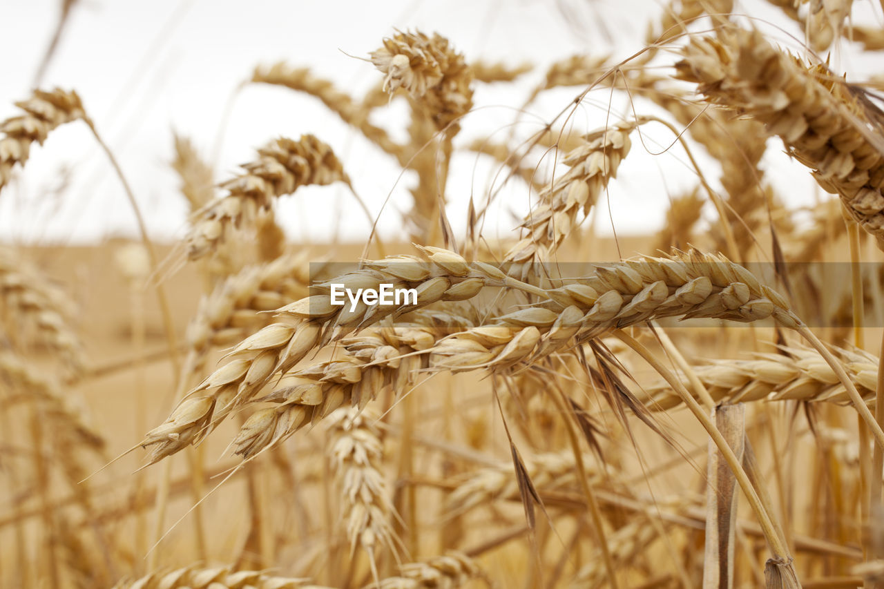 close-up of wheat growing in field