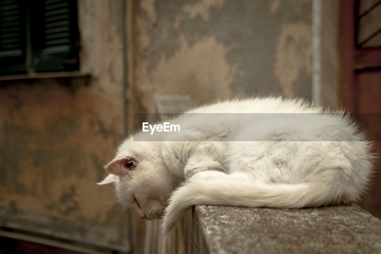 Close-up of white cat sleeping on retaining wall