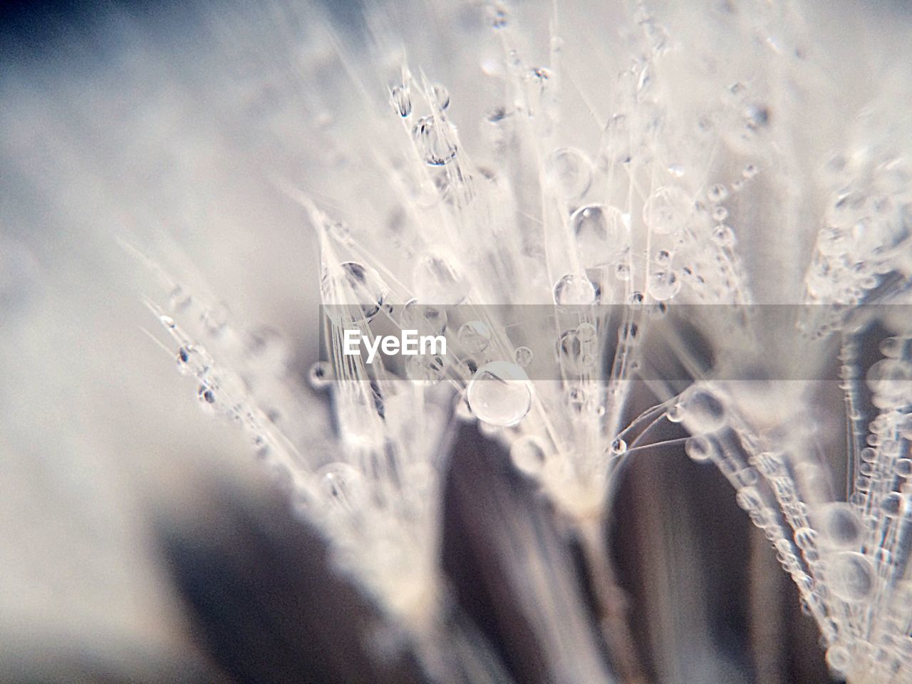 Close-up of raindrops on a dandelionseed