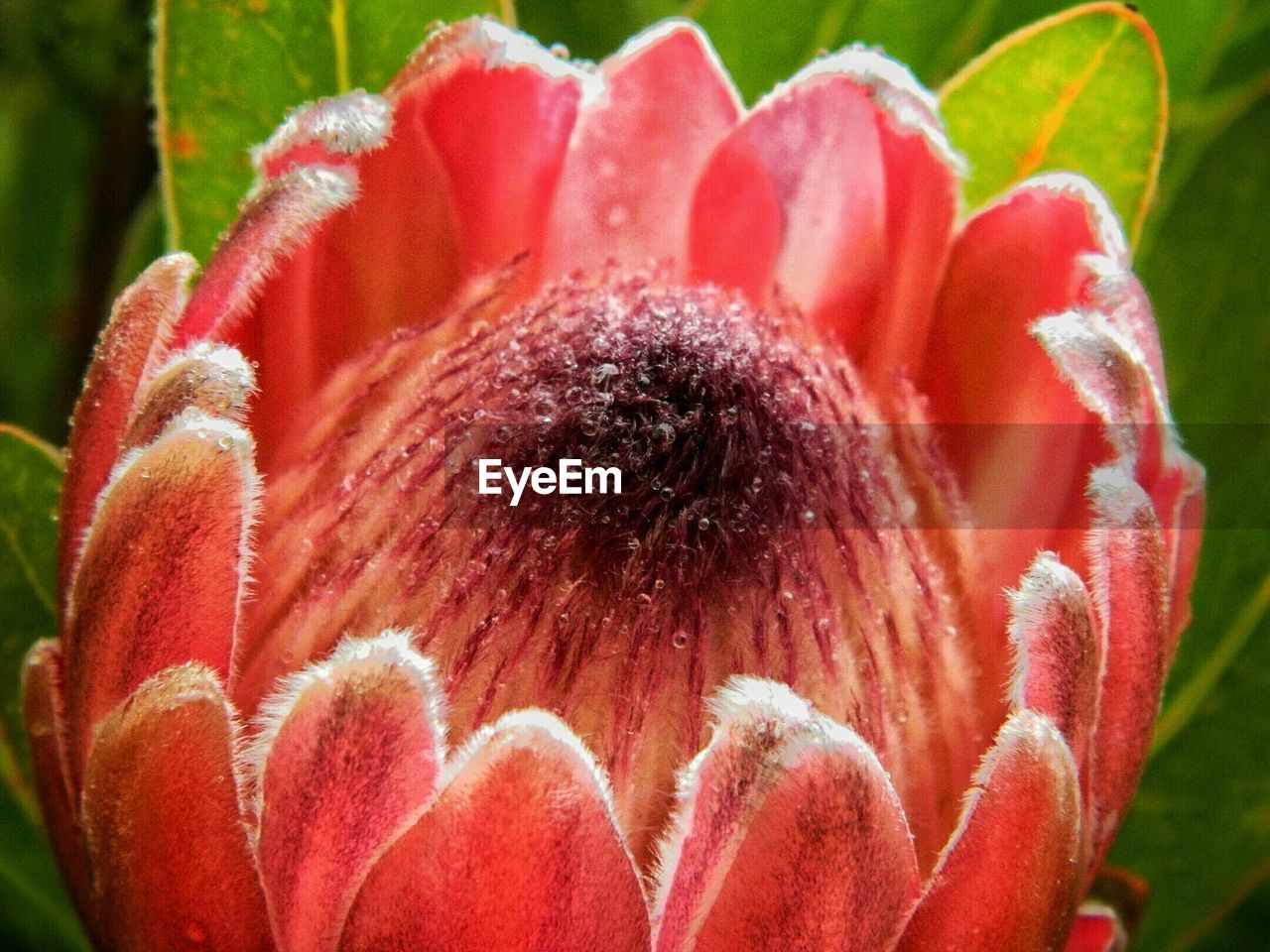 Macro shot of pink protea flower