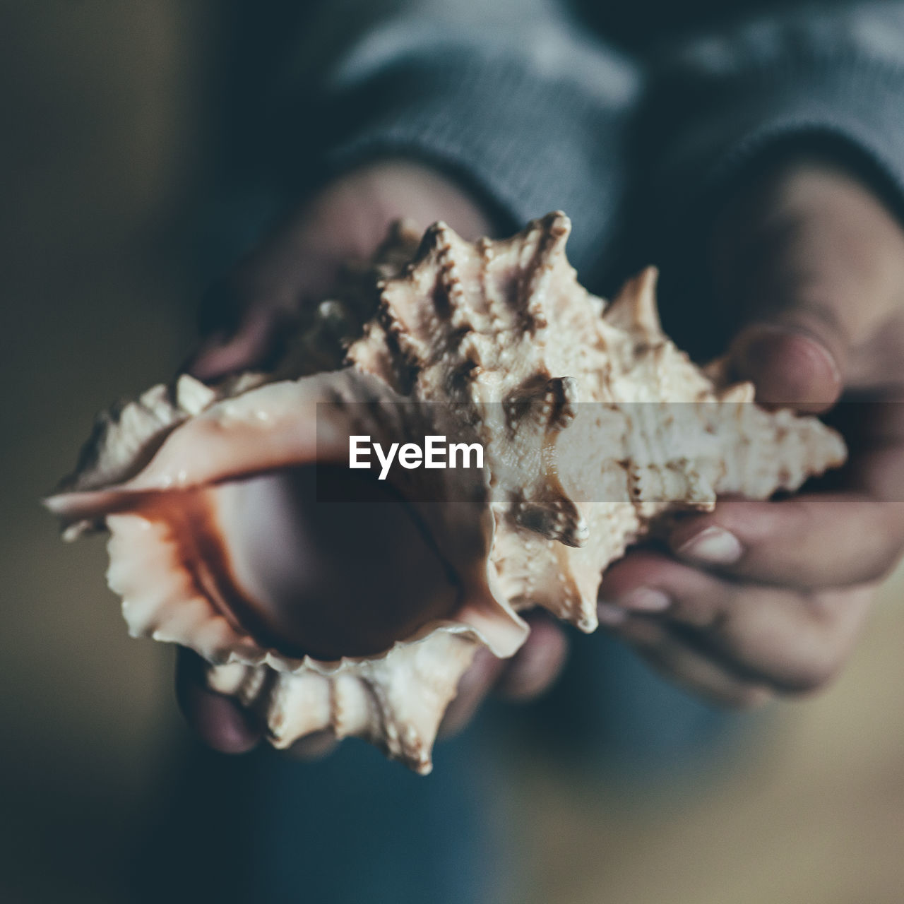 Cropped hands of woman holding seashell