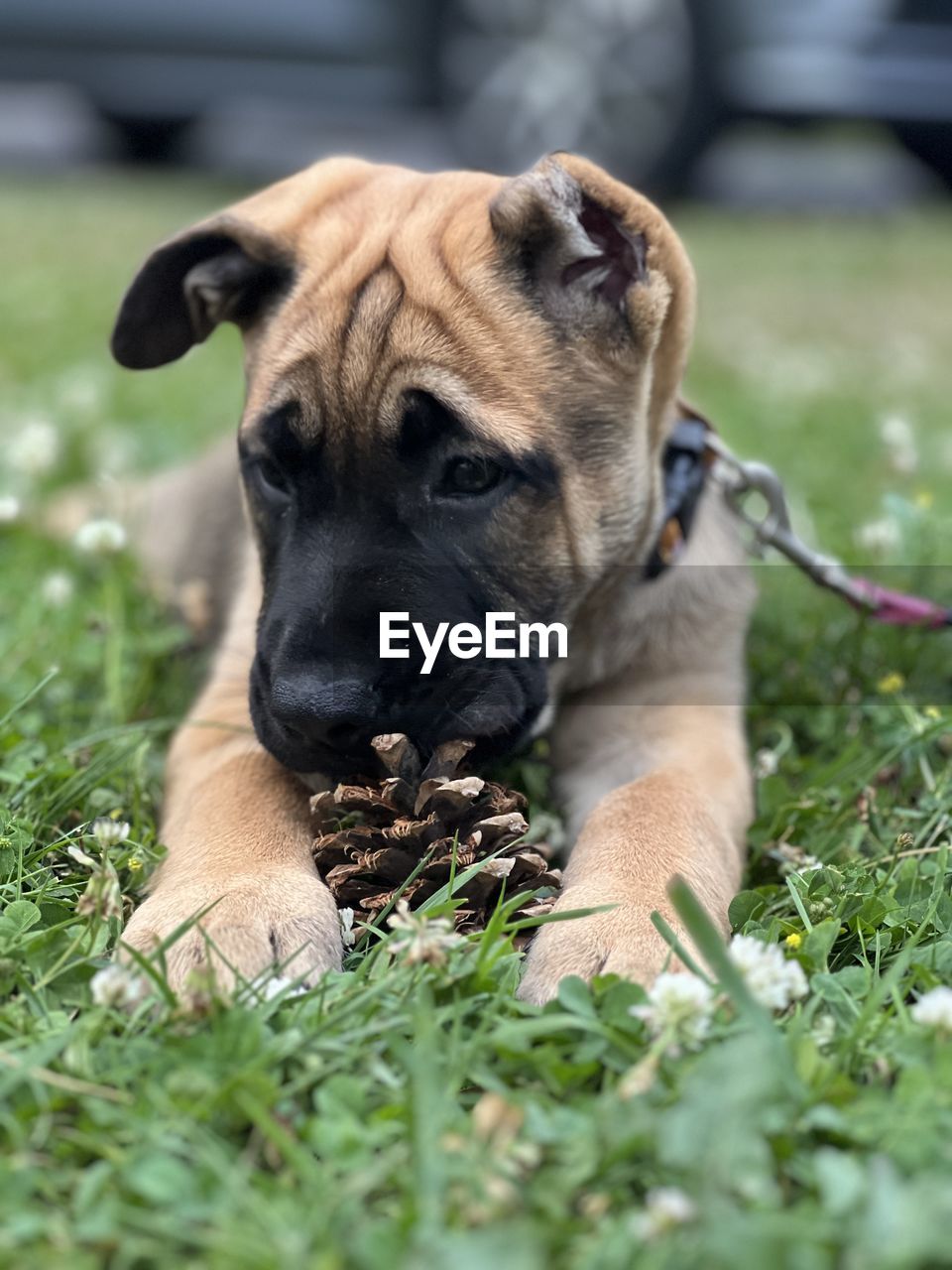 pet, dog, canine, mammal, one animal, animal themes, domestic animals, animal, grass, bullmastiff, plant, puppy, boxer, nature, guard dog, no people, portrait, black mouth cur, selective focus, young animal, purebred dog, day, relaxation, front or back yard, outdoors, carnivore, animal body part