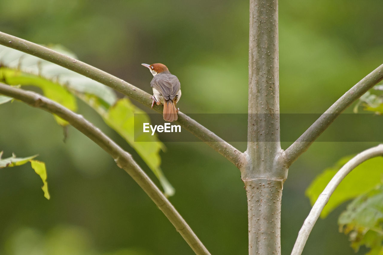 Common tailorbird perching on plant