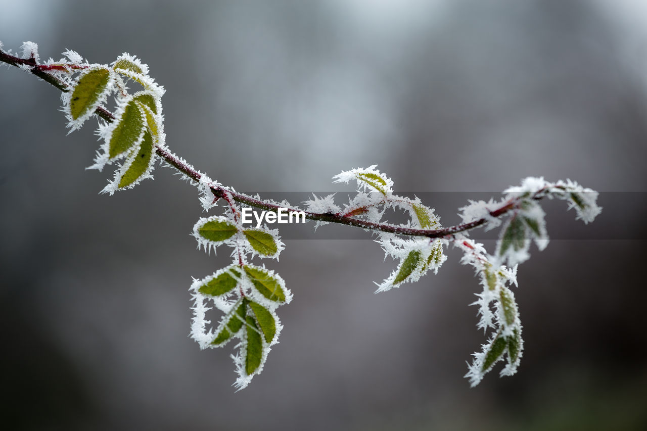 CLOSE-UP OF SNOW ON BRANCH