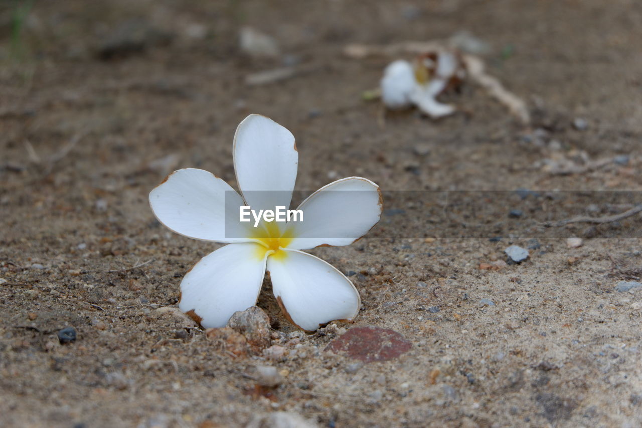 CLOSE-UP OF WHITE FLOWERING PLANT ON LAND