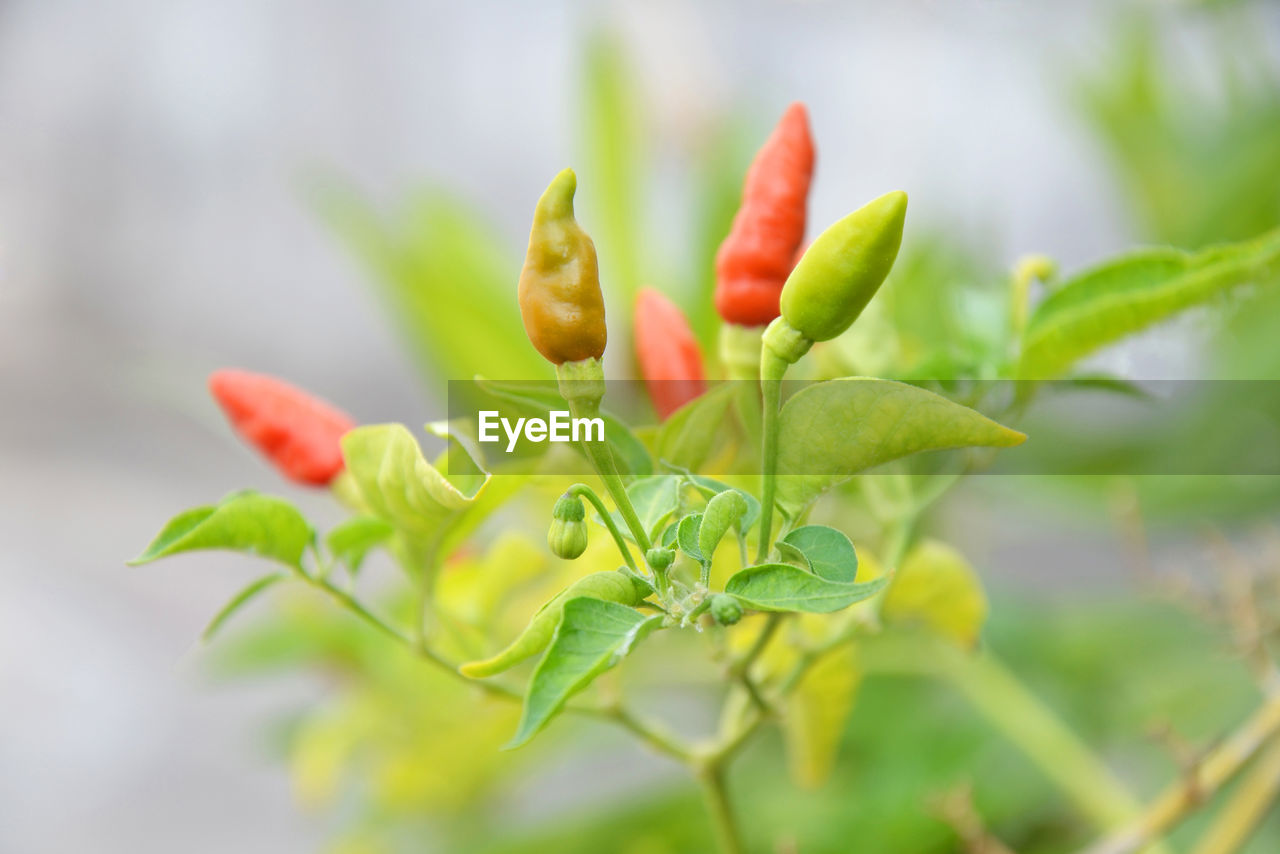 CLOSE-UP OF RED CHILI PEPPER ON PLANT