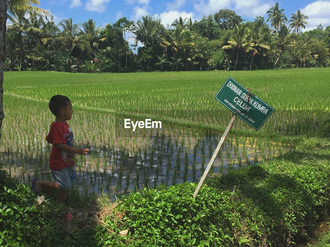 REAR VIEW OF BOY HOLDING RICE FIELD