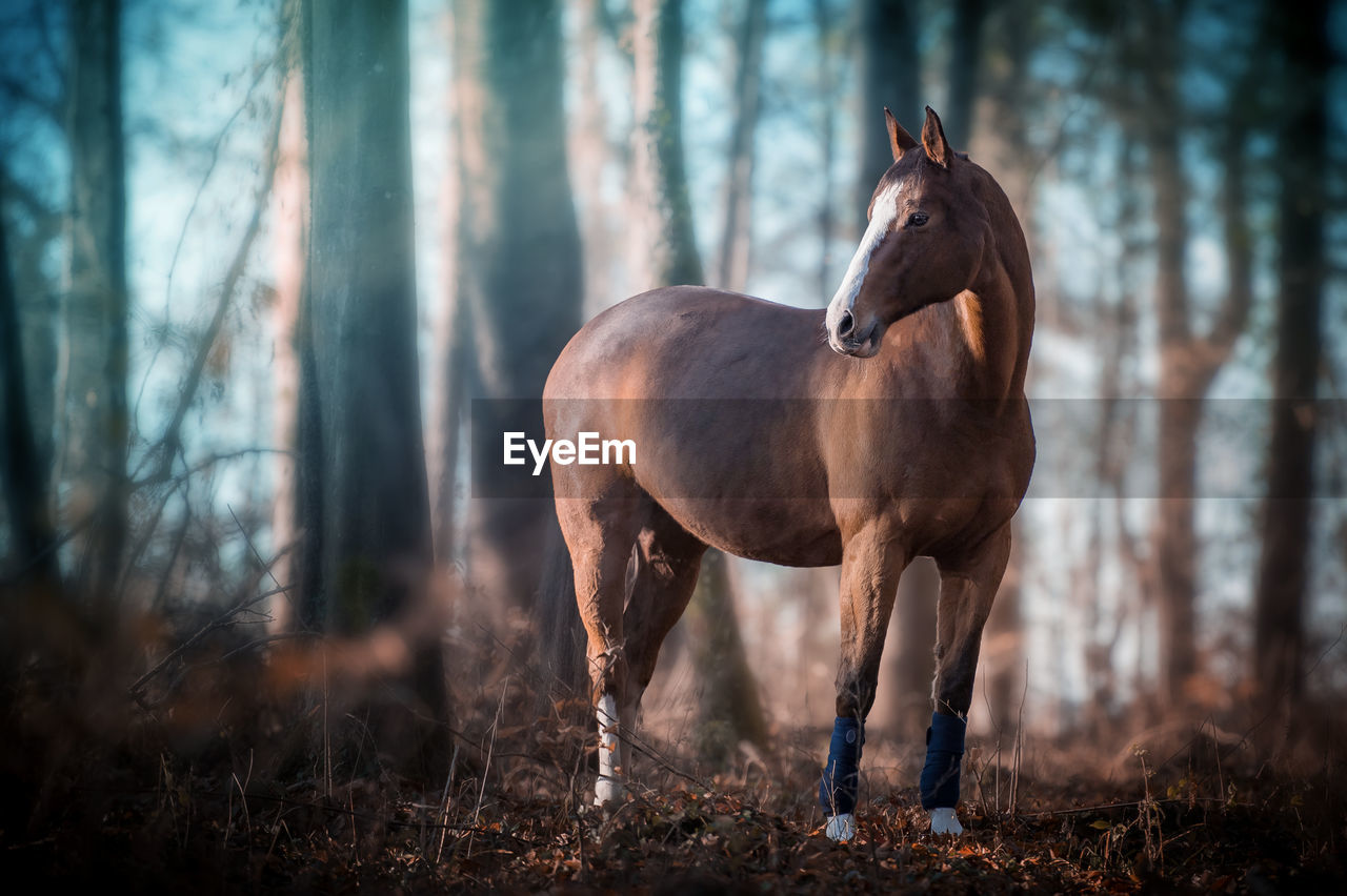 Horse in a forest