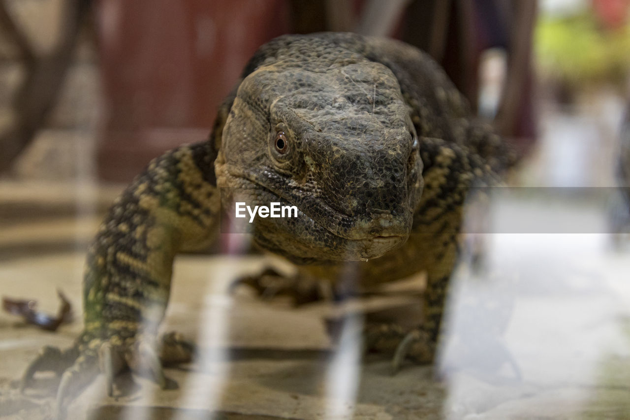 Close-up of a lizard