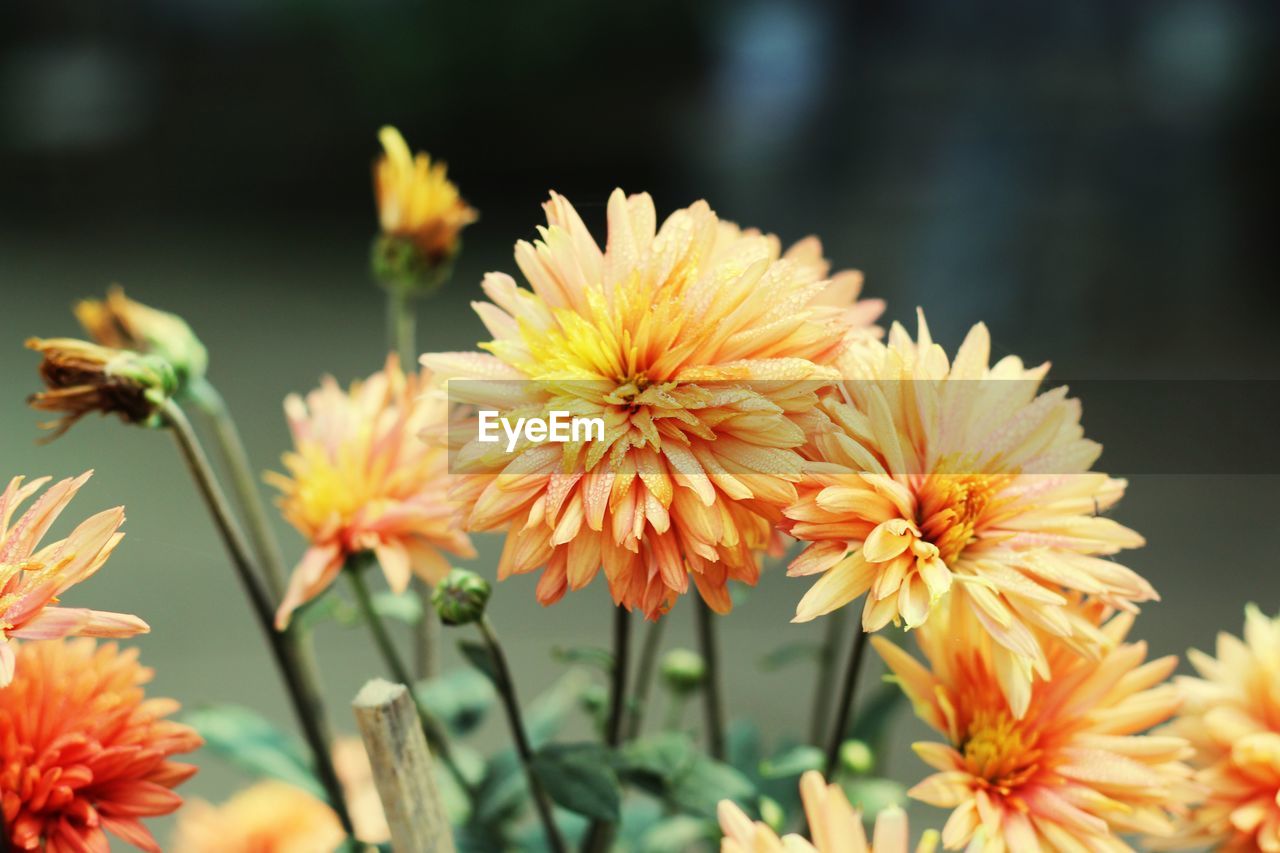 Close-up of orange flowering plant