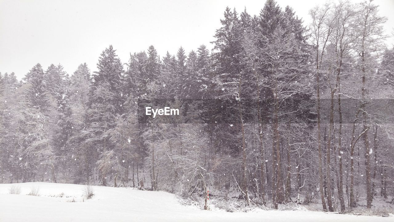 SNOW COVERED TREES AGAINST SKY